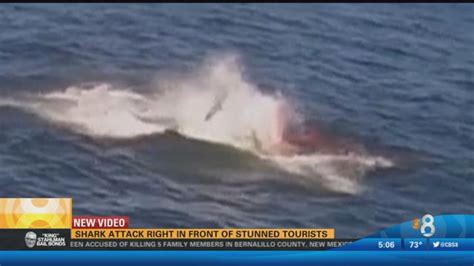 Shark Attack Right In Front Of Stunned Tourists Cbs News 8 San Diego Ca News Station Kfmb