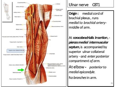 Ulnar Nerve Anatomy Its Lesions Dr Mukesh Singla