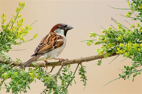 Sparrow Bird 4k Wallpaper Hd Wallpapers Images