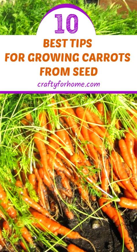 10 Best Tips For Growing Carrots In 2020 Growing Carrots How To Plant Carrots Easy