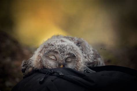 List Of Baby Owl Sleeping 2022 Quicklyzz
