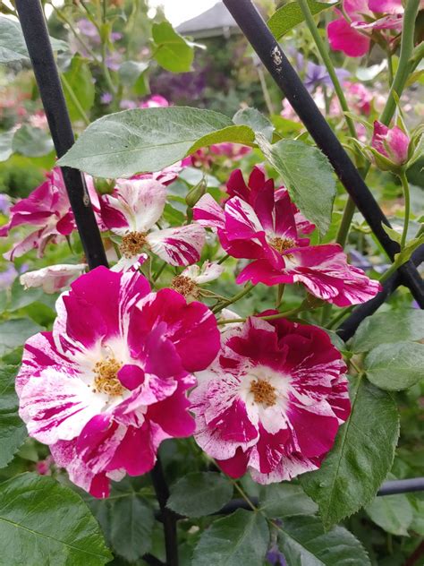 Purple Splash Rosarium Garden Center