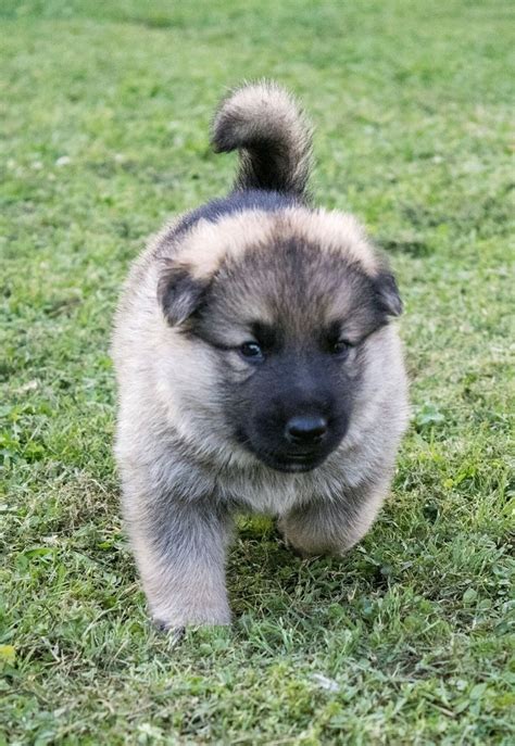 Pin By Christians Guardian Shepherds On Our German Shepherd Puppies