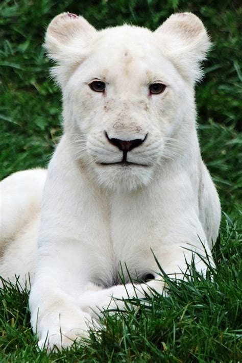 Albino Lion Beautiful Albino Lions Pinterest