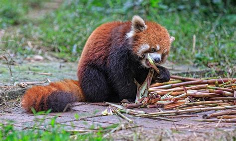 Red Panda Eating Photograph By Edwin Leung