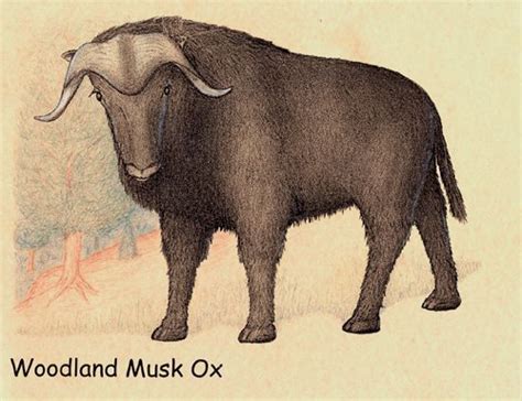 Prehistoric Taxonomy Woodland Or Helmeted Muskox Bootherium