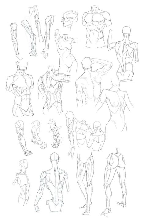 Male Body Drawing Reference Male Body Reference Elecrisric