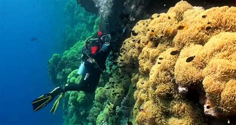 Scuba Diving In Egypts Red Sea