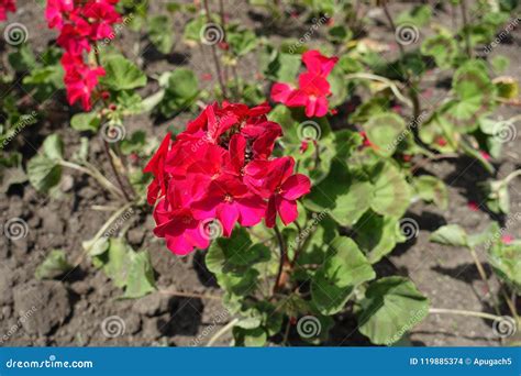 Red Flowers Of Zonal Pelargoniums Stock Photo Image Of Vegetation