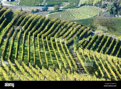 Italy Panorama Of Vineyards Of Piedmont Langhe Roero And Monferrato