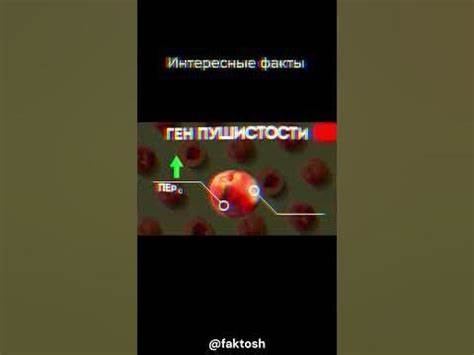 Персики и Нектарины - YouTube Картинка - Персики и Нектарины - YouTube