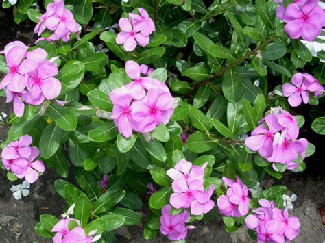 How To Grow And Care For Madagascar Periwinkle World Of Flowering Plants