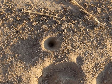 Ant Hole In The Ground — Stock Photo © Schankz 15860135