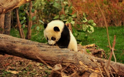 Animals Panda Bears Wallpapers Hd Desktop And Mobile Backgrounds