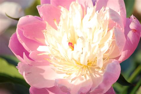 There are various types kinds of peony flowers i.e. The Herbaceous and the Tree Peony Flower | The Rose Shop Blog