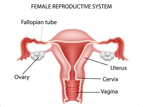 Reproductive System Human Female Porn Pics Sex Photos Xxx Images