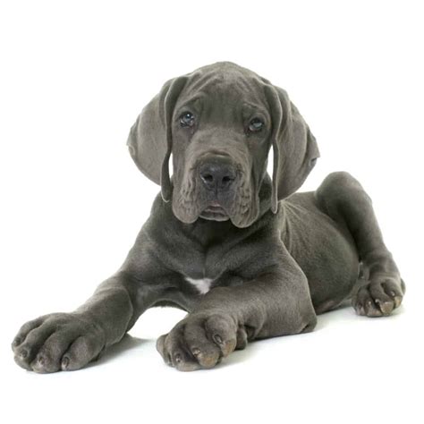 Best Dog Food For Great Danes And Puppies In 2020
