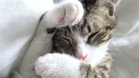 Adorable Small Cat Sleeps With The Paws On His Face Youtube