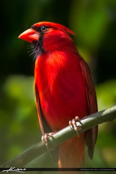 Red Cardinal Perched On Branch With Beautiful Light Red Cardinal
