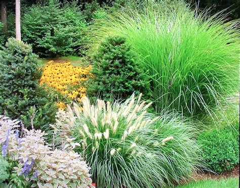 Pin By Matthew Sias On Gardens Ornamental Grass Landscape Diy
