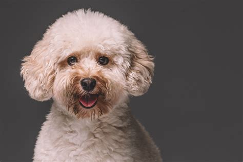 Toy Poodle Dog Breed Characteristics And Care