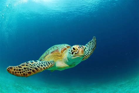 10 Easy Ways To Help To Protect Marine Life