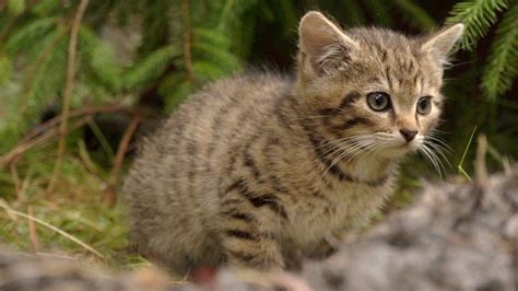 Scottish Wildcat Rarest Kittens In The World Rescued Group Says