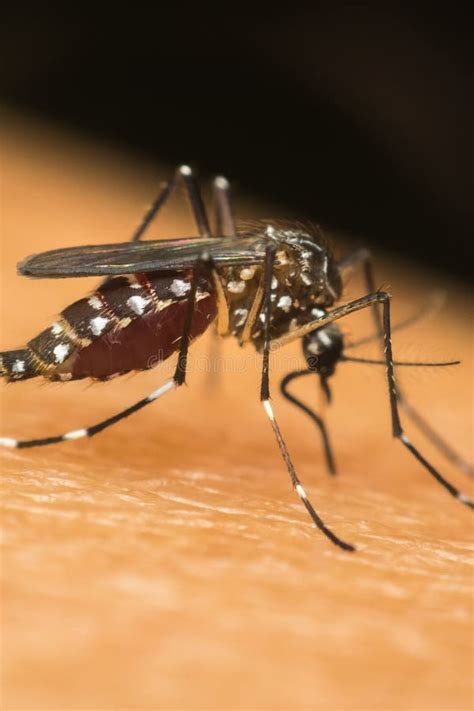 Macro Del Mosquito Aegypti Del Aedes Que Chupa Sangre Foto De Archivo