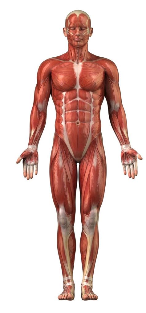 Unlabeled Muscular System Koibana Info Human Body Anatomy Muscular