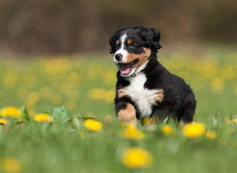 Bernese Mountain Dog Traits And Facts Great Pet Care