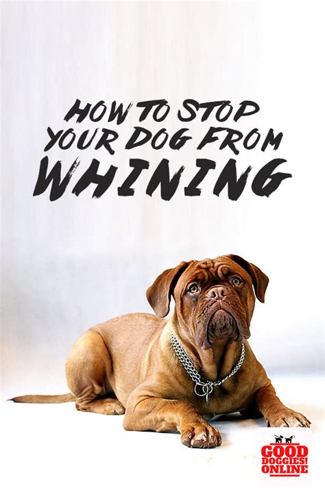How To Stop Your Dog From Whining Good Doggies Online Dog Whining