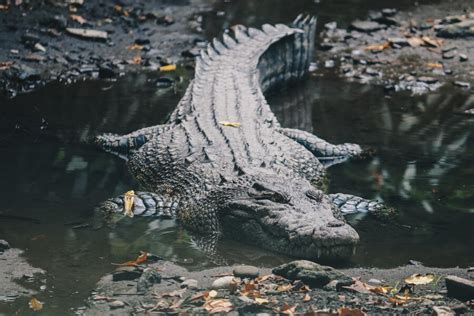 Premium Photo Saltwater Crocodile Crocodylus Porosus Or Saltwater