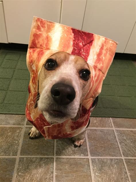 10 Pets In Bacon Halloween Costumes Royal Bacon Society
