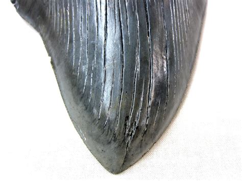 Georgia Giant Megalodon Shark Tooth 1d For Sale