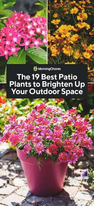 The 19 Best Patio Plants To Brighten Up Your Outdoor Space Potted
