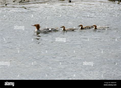 Common Merganser With Ducklings Stock Photo Alamy