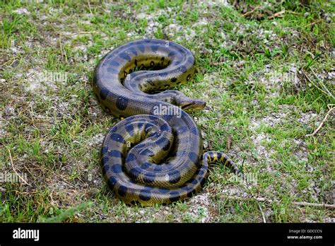 Green Anaconda Eunectes Murinus Adult On Grass Los Lianos In