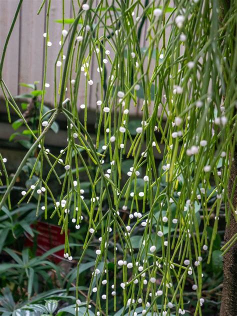 Mistletoe Cactus Care Tips For Growing Rhipsalis Plants