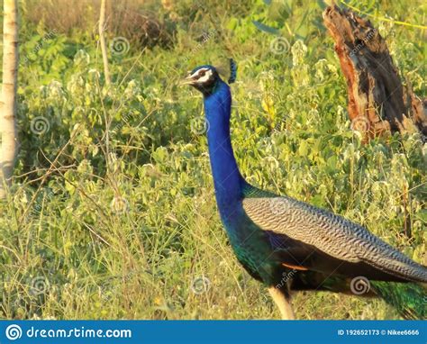 The Indian Peafowl Also Known As The Common Peafowl And Blue Peafowl