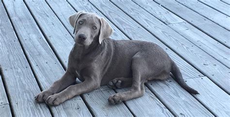7 Things You Didnt Know About The Silver Labrador