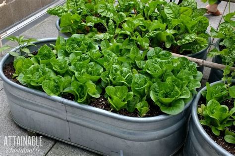 Container Vegetable Gardening For Beginners Attainable