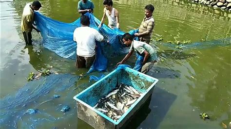 Fishery Department Arunachal Pradesh Youtube