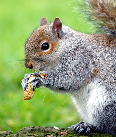 Fileeastern Gray Squirrel Peanut Wikimedia Commons