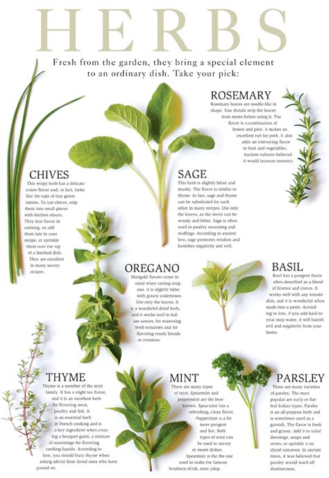 Identification Of Herbs Herbs