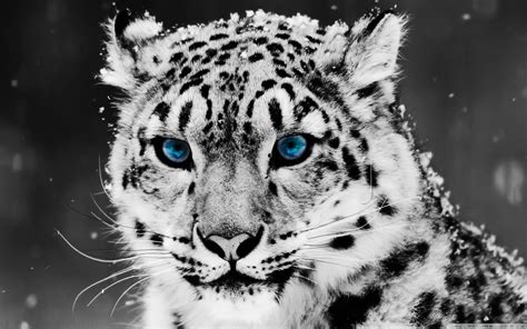 Home > black and white wallpapers > page 1. Snow Leopard - Black And White Portrait Ultra HD Desktop ...