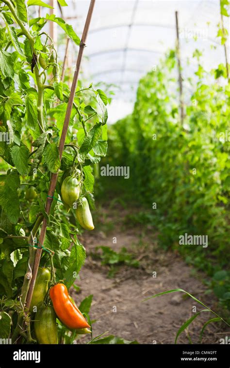 Chili Pepper In Greenhouse Stock Photo Royalty Free Image 47264668