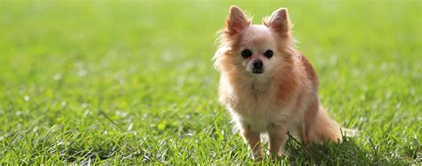 Chihuahua Dog Breed Health History Appearance Temperament And
