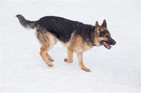 German Shepherd Dog Puppy Is Running On White Snow In The Winter Park