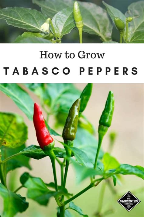 How To Grow Tabasco Peppers Capsicum Frutescens Gardening Channel