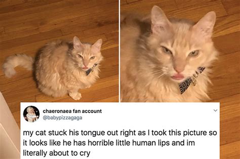 Cat With Human Lips Meme